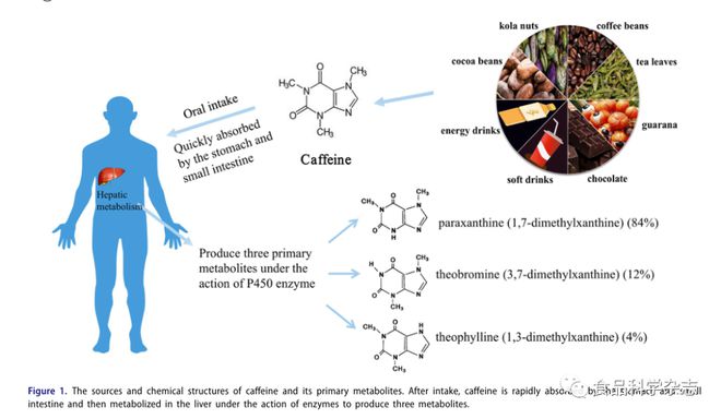 Crit Rev Food Sci Nutr：咖啡因的饮食来源、健康益处和风险(图2)