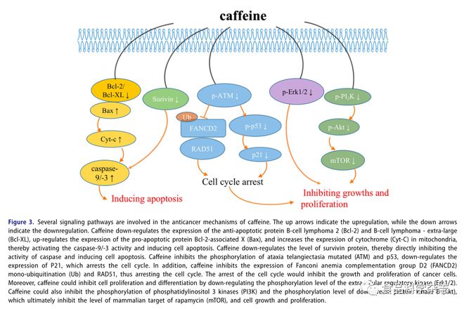 Crit Rev Food Sci Nutr：咖啡因的饮食来源、健康益处和风险(图4)