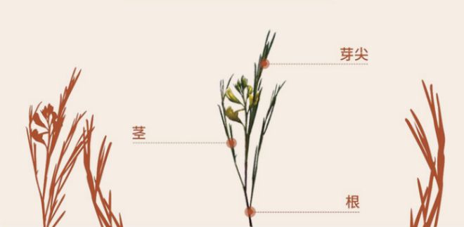 0咖啡因路易博士茶南非大使馆推荐的健康茶饮还有限时加赠(图3)