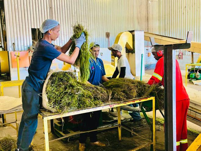 0咖啡因路易博士茶南非大使馆推荐的健康茶饮还有限时加赠(图15)